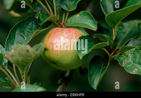 apple tree (Malus domestica 'Ontario', Malus domestica Ontario), apples on a tree, cultivar Ontario Stock Photo