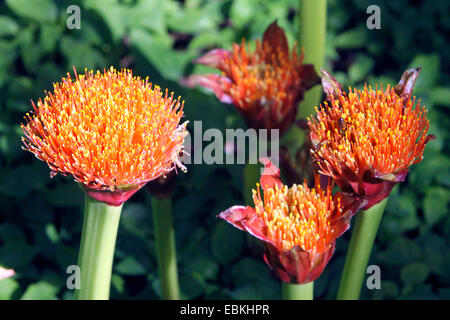 blood lily, cape tulip (Haemanthus katherinae, Scadoxus multiflorus ssp. katherinae), partly open flower buds Stock Photo