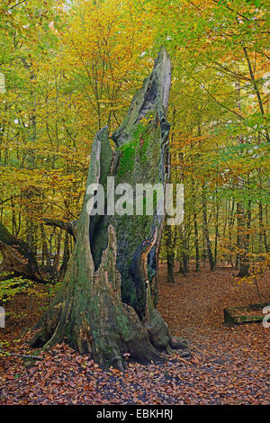 common beech (Fagus sylvatica), ca. 800 years old oak in autumn, Germany, Hesse, Urwald Sababurg Stock Photo