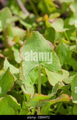 French sorrel, true French sorrel (Rumex scutatus), young, fresh leaves before flowering, Germany Stock Photo