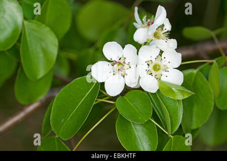 European Wild Pear (Pyrus pyraster), blooming branch, Germany Stock Photo