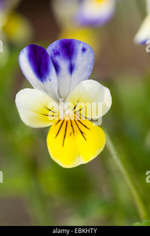 heart's ease, heartsease, wild pansy, three colored violet (Viola tricolor), flower, Germany Stock Photo