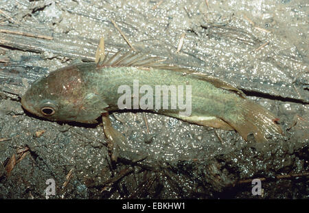 climbing perch, climbing gourami, walking fish (Anabas testudineus), on mud, Indonesia, Sulawesi, Togian Islands Stock Photo