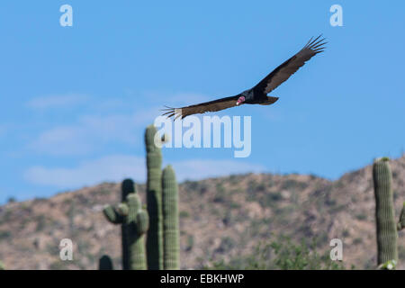 turkey vulture (Cathartes aura), flying in front of a Saguaro, USA, Arizona, Phoenix Stock Photo