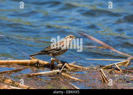 red-winged blackbird (Agelaius phoeniceus), female standing on washed up reed, USA, Arizona, Phoenix Stock Photo