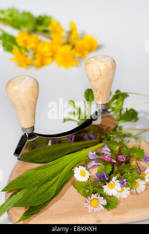 edible wild herbs are cut with a chopper, 1 5 Stock Photo