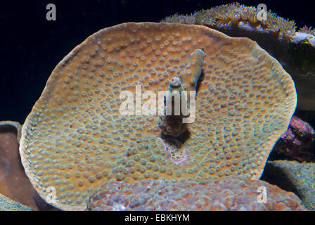 Folded lettuce coral, Scroll coral, Twisted lettuce coral (Turbinaria mesenterina), top view Stock Photo