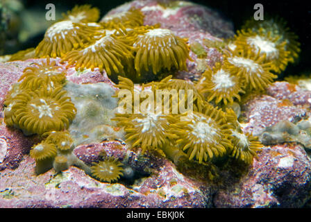 Sea Mat (Zoanthus spec.), top view Stock Photo
