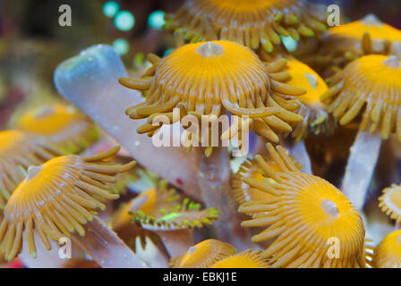 Sea Mat (Zoanthus spec.), top view Stock Photo