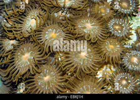 Sea Mat (Zoanthus spec.), top view Stock Photo