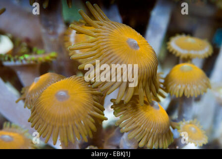 Sea Mat (Zoanthus spec.), top view Stock Photo