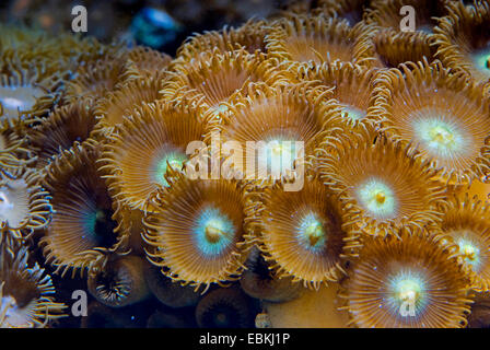 Sea Mat (Zoanthus spec.), top view Stock Photo