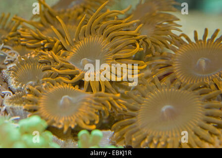 Sea Mat (Zoanthus spec.), top view Stock Photo