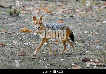 golden jackal (Canis aureus), female, India, Madhya Pradesh Stock Photo