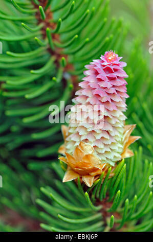spruce (Picea abies 'Virgata', Picea abies Virgata), blooming cone, Germany Stock Photo