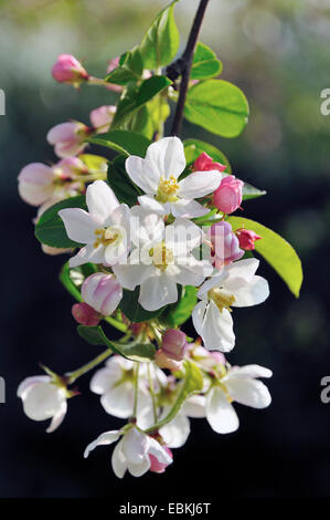 ornamental apple tree (Malus spec.), blooming branch Stock Photo
