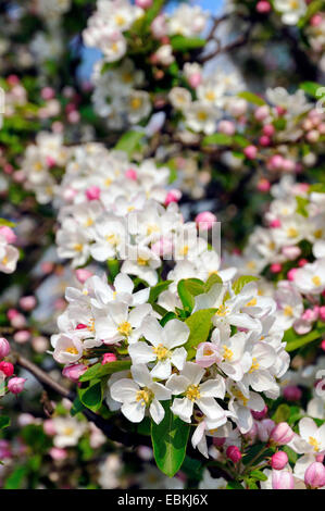 ornamental apple tree (Malus spec.), blooming branch Stock Photo