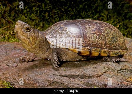 Mud turtle, common mud turtle, Eastern mud turtle (Kinosternon subrubrum, subrubrum), on a stem Stock Photo