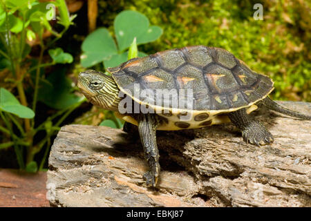 Chinese stripe-necked turtle, Chinese striped-neck turtle (Ocadia sinensis), lying on a tree trunk Stock Photo