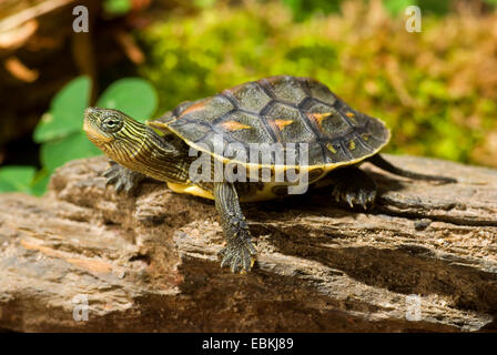 Chinese stripe-necked turtle, Chinese striped-neck turtle (Ocadia sinensis), lying on a tree trunk Stock Photo