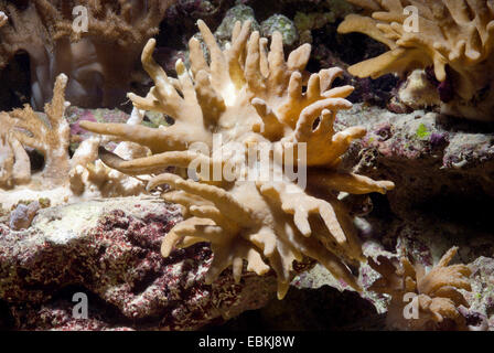 Soft Coral, Finger Leather (Lobophytum spec.) Stock Photo