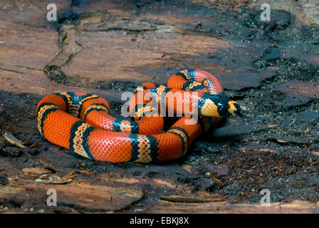 Honduran Milk Snake (Lampropeltis triangulum hondurensis,), lying on a rock Stock Photo