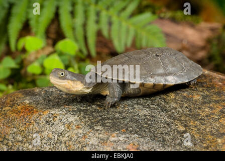 West African mud turtle (Pelusios castaneus), sitting on a stone Stock Photo