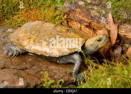 Japanese turtle (Mauremys japonica), on land Stock Photo