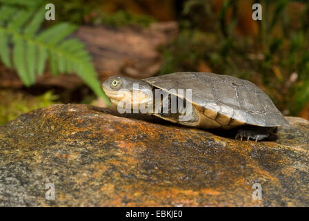 West African mud turtle (Pelusios castaneus), sitting on a stone Stock Photo