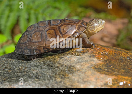 Helmeted turtle, African helmeted turtle, Marsh turtle (Pelomedusa subrufa), sitting on a stone Stock Photo