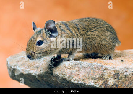 degu, Brush-tail Rat (Octodon degus), sitting on a rock Stock Photo