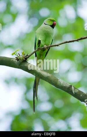 rose-ringed parakeet (Psittacula krameri), sitting on a branch, Germany
