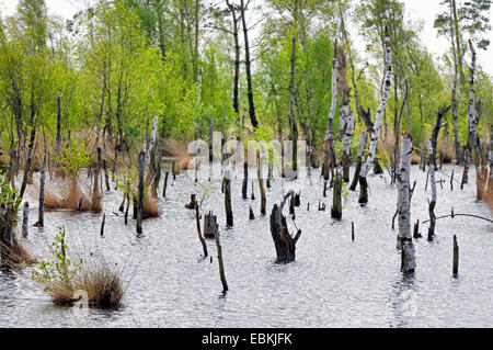 moor lake with dead birches, Germany Stock Photo