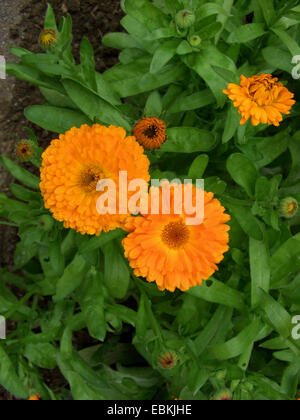 garden-pot marigold (Calendula officinalis), blooming Stock Photo