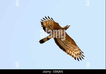 Crested Honey Buzzard, Oriental honey buzzard (Pernis ptilorhynchus), in flight, India, Madhya Pradesh Stock Photo