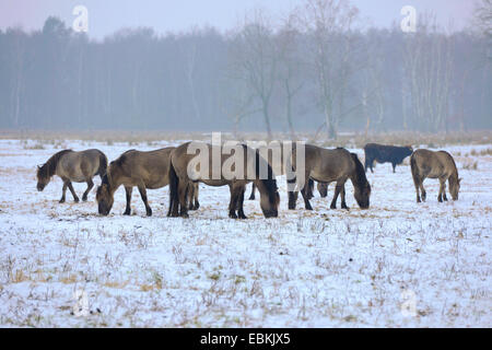 Konik horse (Equus przewalskii f. caballus), konik horses standing in a snowy meadow and grazing , Germany Stock Photo