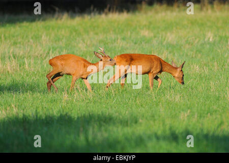 roe deer (Capreolus capreolus), buck driving a doe during the rutting season checking her receptiveness, Germany Stock Photo