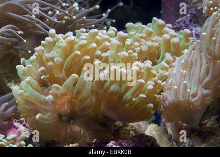 Torch Coral (Euphyllia spec.), side view Stock Photo