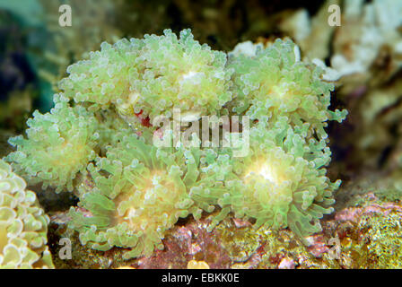 Torch Coral (Euphyllia spec.), colony Stock Photo