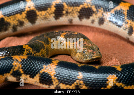 Kenyan sand boa (Gongylophis colubrinus loveridgei), rolled-up Stock Photo