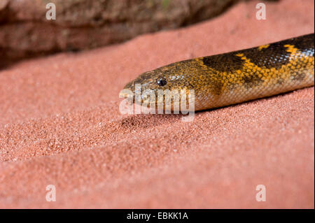 Kenyan sand boa (Gongylophis colubrinus loveridgei), portrait Stock Photo