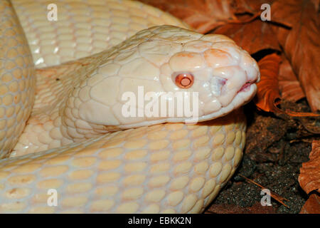 Monocled cobra (Naja kaouthia), albino, portrait Stock Photo