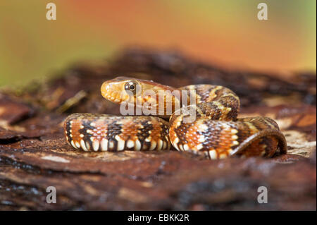 banded water snake (Nerodia fasciata), rolled-up Stock Photo