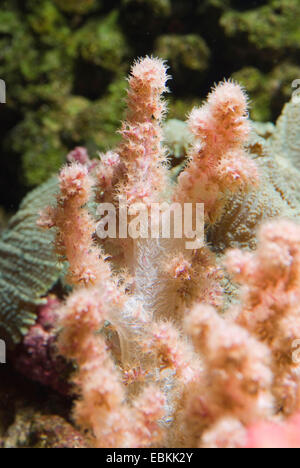 Broccoli Coral (Neospongodes spec.), side view Stock Photo