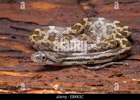 Grey Rat Snake (Elaphe obsoleta spiloides, Pantherophis obsoletus spiloides), rolled-up Stock Photo