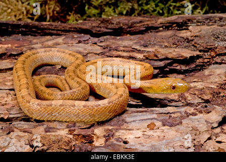 Yellow Rat Snake (Elaphe obsoleta quadrivittata, Pantherophis obsoletus quadrivittatus), rolled-up Stock Photo