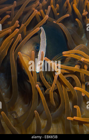 red clownfish, tomato anemonefish, tomato clownfish (Amphiprion frenatus), among the tentacles of a bulb-tip sea anemone Stock Photo