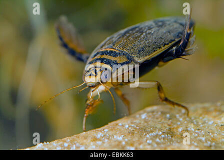 pond beetle, common pond beetle (Acilius sulcatus), diving, Germany Stock Photo