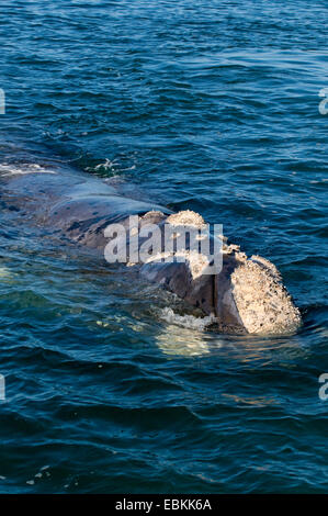 southern right whale (Eubalaena australis, Balaena glacialis australis), swimming at the water surface, South Africa Stock Photo