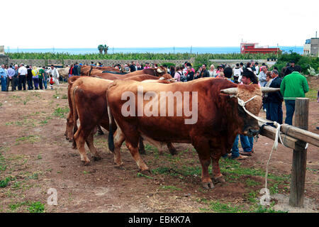 domestic cattle (Bos primigenius f. taurus), bulls at the fair of San Antonio Abad, festival in compliment to the holy Antonius, the patron saint of the animals, Canary Islands, Tenerife, Buenavista del Norte